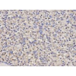 Anti-HO-1 Antibody from Bioworld Technology (BS6626) - Antibodies.com