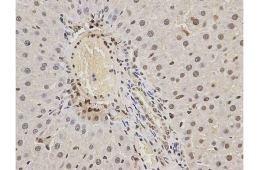Anti-hnRNP K Antibody from Bioworld Technology (BS6627) - Antibodies.com