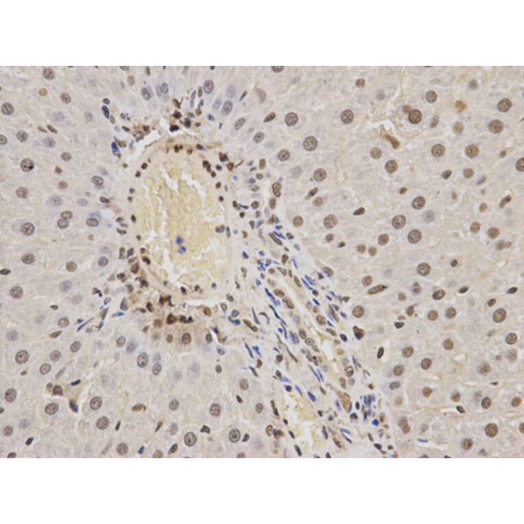 Anti-hnRNP K Antibody from Bioworld Technology (BS6627) - Antibodies.com