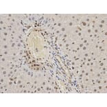 Anti-hnRNP K Antibody from Bioworld Technology (BS6627) - Antibodies.com