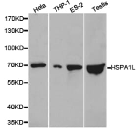 Anti-HSPA1L Antibody from Bioworld Technology (BS6629) - Antibodies.com