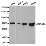 Anti-HSPA1L Antibody from Bioworld Technology (BS6629) - Antibodies.com