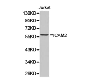 Anti-ICAM-2 Antibody from Bioworld Technology (BS6630) - Antibodies.com