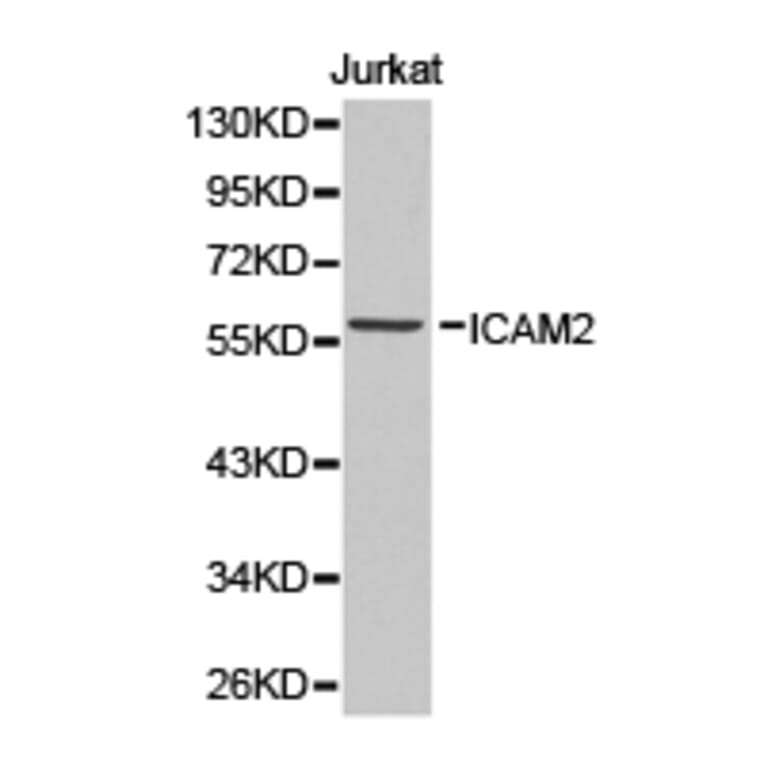Anti-ICAM-2 Antibody from Bioworld Technology (BS6630) - Antibodies.com