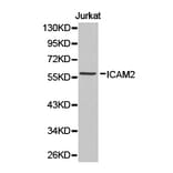Anti-ICAM-2 Antibody from Bioworld Technology (BS6630) - Antibodies.com