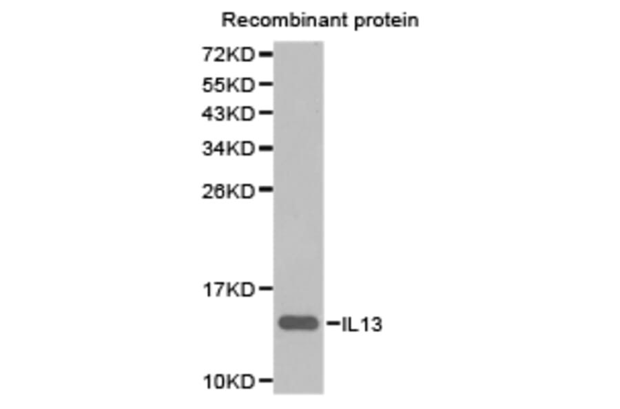 Anti-IL13 Antibody from Bioworld Technology (BS6637) - Antibodies.com