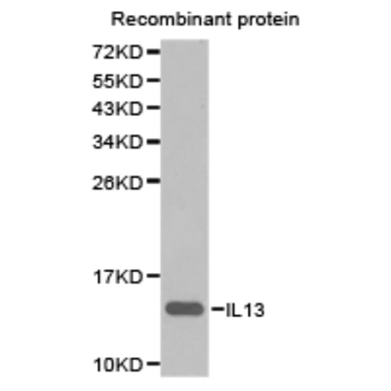 Anti-IL13 Antibody from Bioworld Technology (BS6637) - Antibodies.com