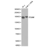 Anti-CD11B Antibody from Bioworld Technology (BS6640) - Antibodies.com
