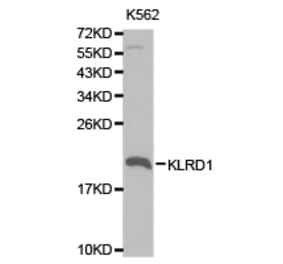 Anti-KLRD1 Antibody from Bioworld Technology (BS6645) - Antibodies.com