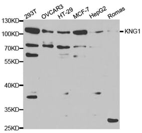 Anti-KNG1 Antibody from Bioworld Technology (BS6646) - Antibodies.com