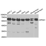 Anti-KPNA1 Antibody from Bioworld Technology (BS6647) - Antibodies.com