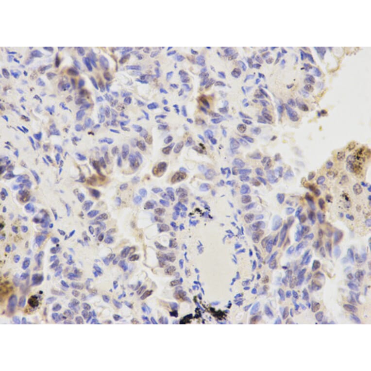 Anti-KPNA1 Antibody from Bioworld Technology (BS6647) - Antibodies.com