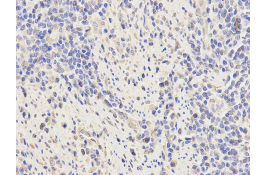Anti-KPNA2 Antibody from Bioworld Technology (BS6648) - Antibodies.com