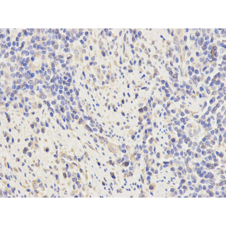 Anti-KPNA2 Antibody from Bioworld Technology (BS6648) - Antibodies.com