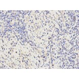 Anti-KPNA2 Antibody from Bioworld Technology (BS6648) - Antibodies.com