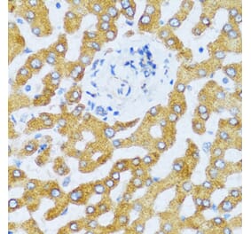 Anti-CCL25 Antibody from Bioworld Technology (BS6651) - Antibodies.com