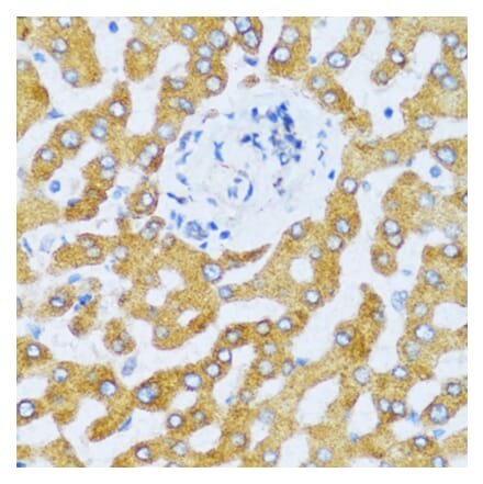 Anti-CCL25 Antibody from Bioworld Technology (BS6651) - Antibodies.com