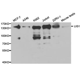 Anti-DNA Ligase I Antibody from Bioworld Technology (BS6652) - Antibodies.com