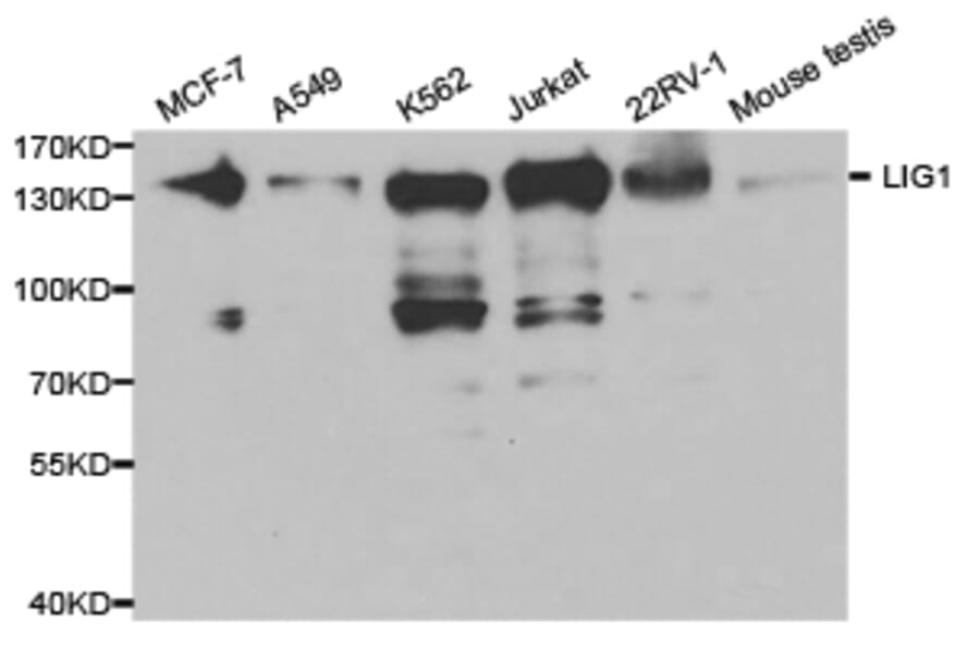 Anti-DNA Ligase I Antibody from Bioworld Technology (BS6652) - Antibodies.com