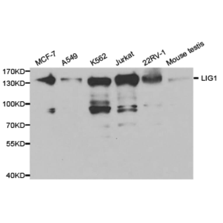 Anti-DNA Ligase I Antibody from Bioworld Technology (BS6652) - Antibodies.com