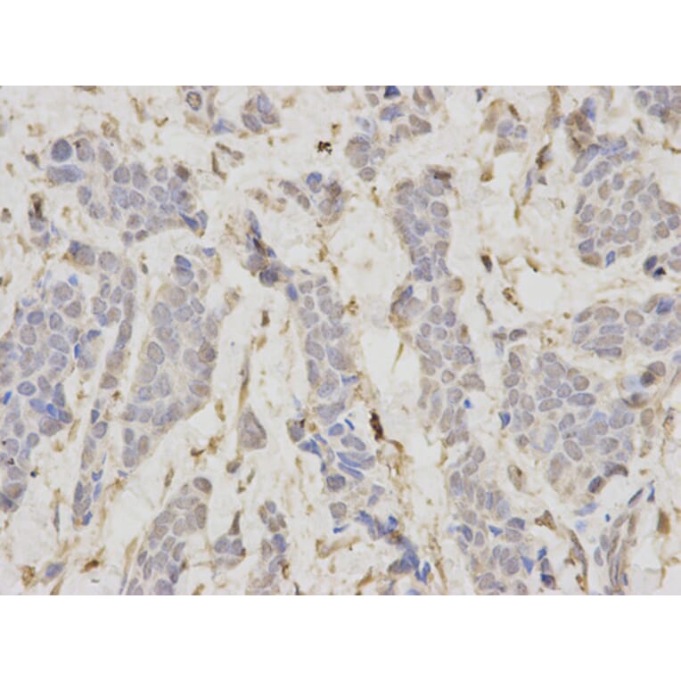 Anti-DNA Ligase I Antibody from Bioworld Technology (BS6652) - Antibodies.com