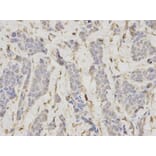 Anti-DNA Ligase I Antibody from Bioworld Technology (BS6652) - Antibodies.com