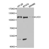 Anti-LIG3 Antibody from Bioworld Technology (BS6653) - Antibodies.com