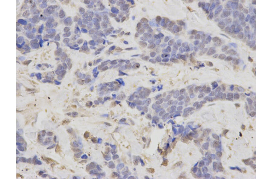 Anti-LIG3 Antibody from Bioworld Technology (BS6653) - Antibodies.com