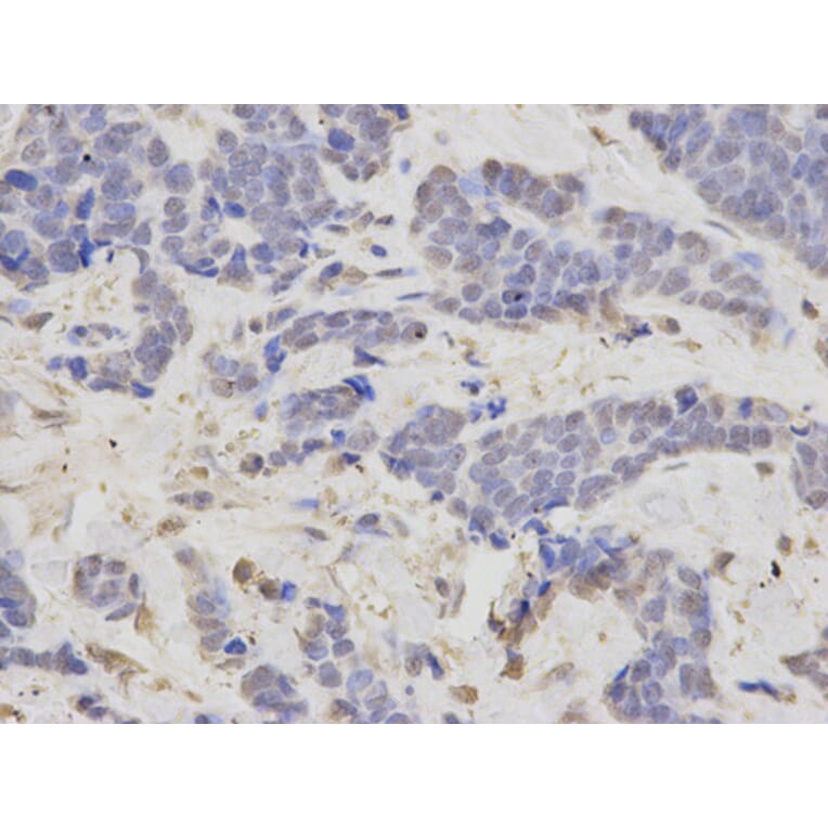 Anti-LIG3 Antibody from Bioworld Technology (BS6653) - Antibodies.com