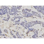 Anti-LIG3 Antibody from Bioworld Technology (BS6653) - Antibodies.com