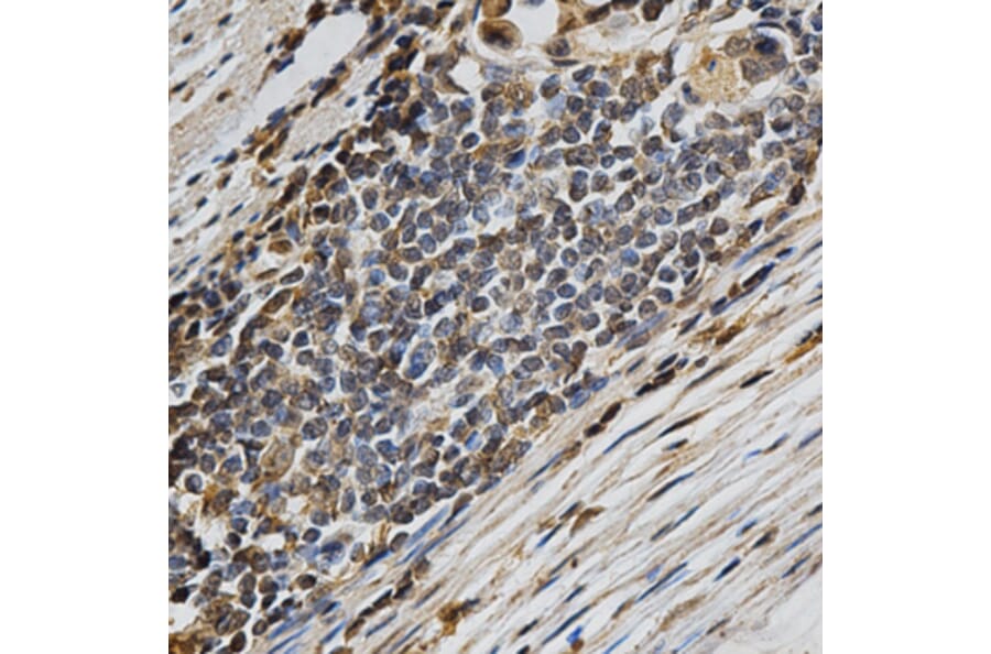 Anti-LIPC Antibody from Bioworld Technology (BS6655) - Antibodies.com