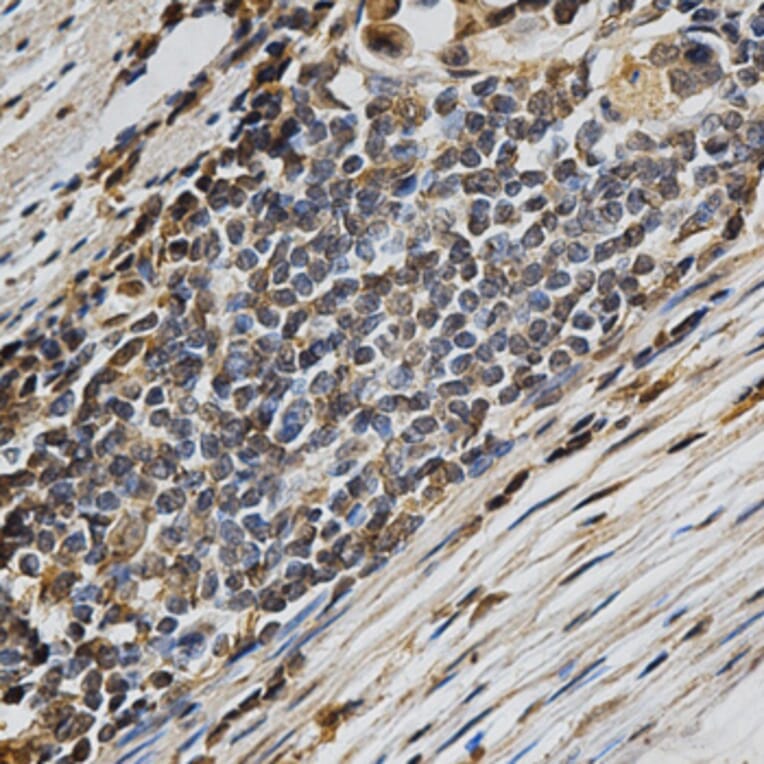 Anti-LIPC Antibody from Bioworld Technology (BS6655) - Antibodies.com