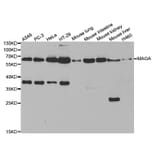 Anti-MAOA Antibody from Bioworld Technology (BS6658) - Antibodies.com