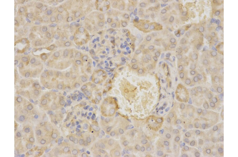 Anti-MAOA Antibody from Bioworld Technology (BS6658) - Antibodies.com