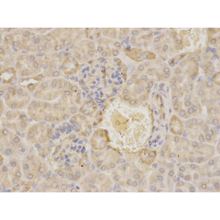 Anti-MAOA Antibody from Bioworld Technology (BS6658) - Antibodies.com