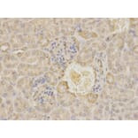 Anti-MAOA Antibody from Bioworld Technology (BS6658) - Antibodies.com