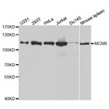 Anti-MCM6 Antibody from Bioworld Technology (BS6661) - Antibodies.com