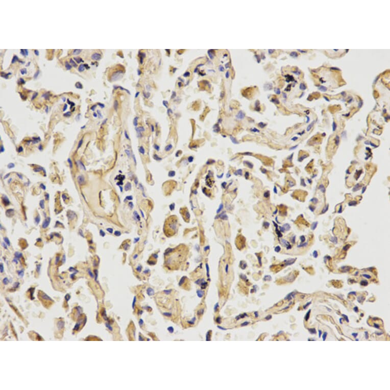 Anti-MCM6 Antibody from Bioworld Technology (BS6661) - Antibodies.com