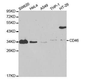 Anti-CD46 Antibody from Bioworld Technology (BS6662) - Antibodies.com