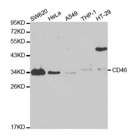 Anti-CD46 Antibody from Bioworld Technology (BS6662) - Antibodies.com