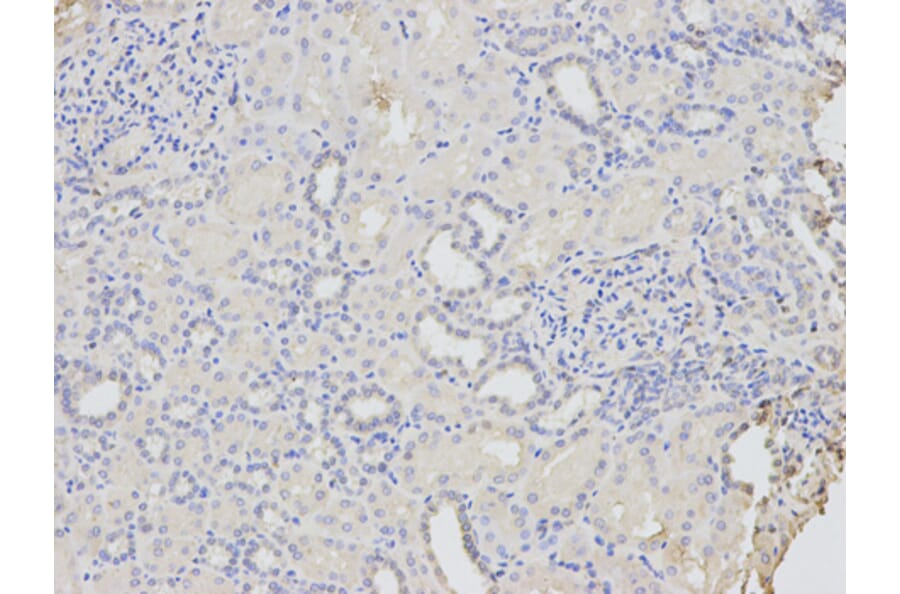 Anti-CD46 Antibody from Bioworld Technology (BS6662) - Antibodies.com