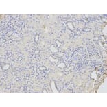 Anti-CD46 Antibody from Bioworld Technology (BS6662) - Antibodies.com