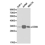 Anti-CD99 Antibody from Bioworld Technology (BS6663) - Antibodies.com
