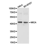 Anti-MICA Antibody from Bioworld Technology (BS6664) - Antibodies.com