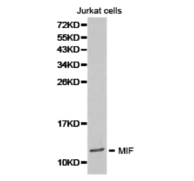 Anti-MIF Antibody from Bioworld Technology (BS6665) - Antibodies.com