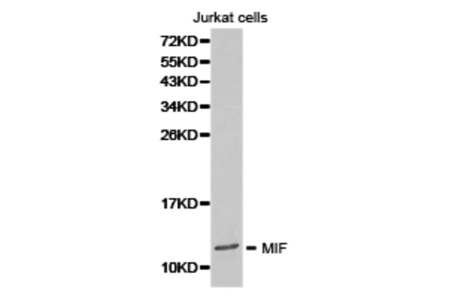 Anti-MIF Antibody from Bioworld Technology (BS6665) - Antibodies.com