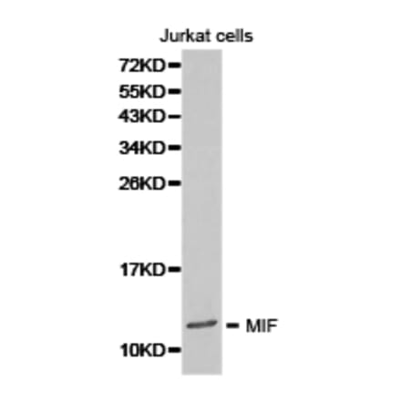 Anti-MIF Antibody from Bioworld Technology (BS6665) - Antibodies.com