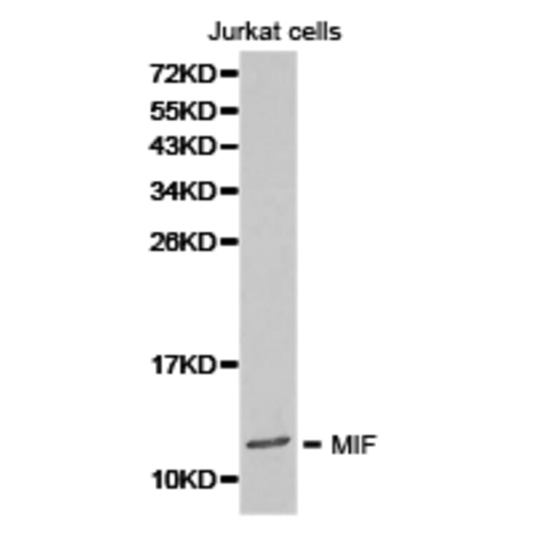Anti-MIF Antibody from Bioworld Technology (BS6665) - Antibodies.com