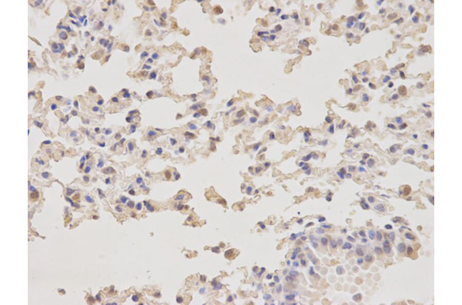 Anti-MIF Antibody from Bioworld Technology (BS6665) - Antibodies.com