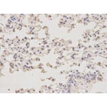 Anti-MIF Antibody from Bioworld Technology (BS6665) - Antibodies.com